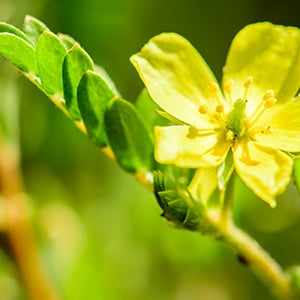 Tribulus terrestris can help support mood and boost libido for women.